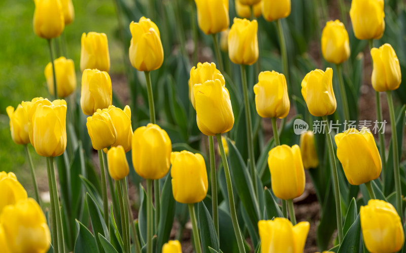 郁金香开花