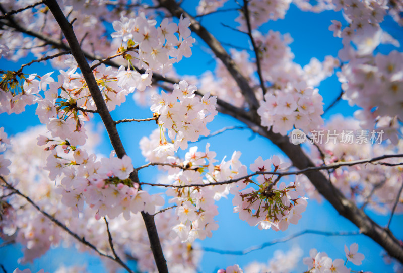 樱花春天季节