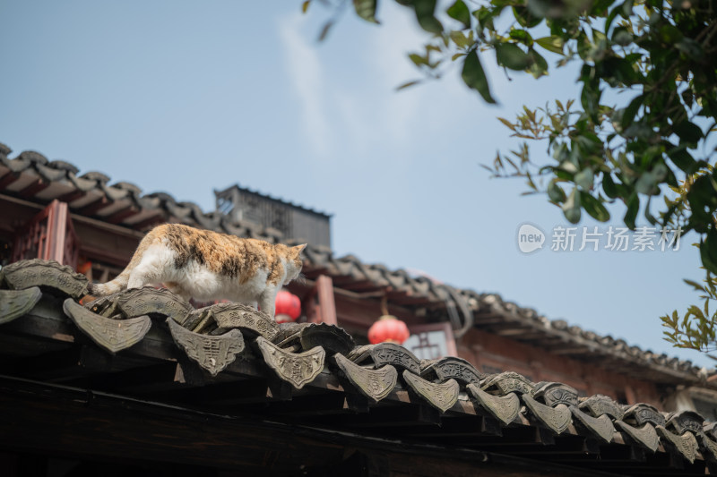 浙江嘉兴西塘古镇里屋檐上的猫