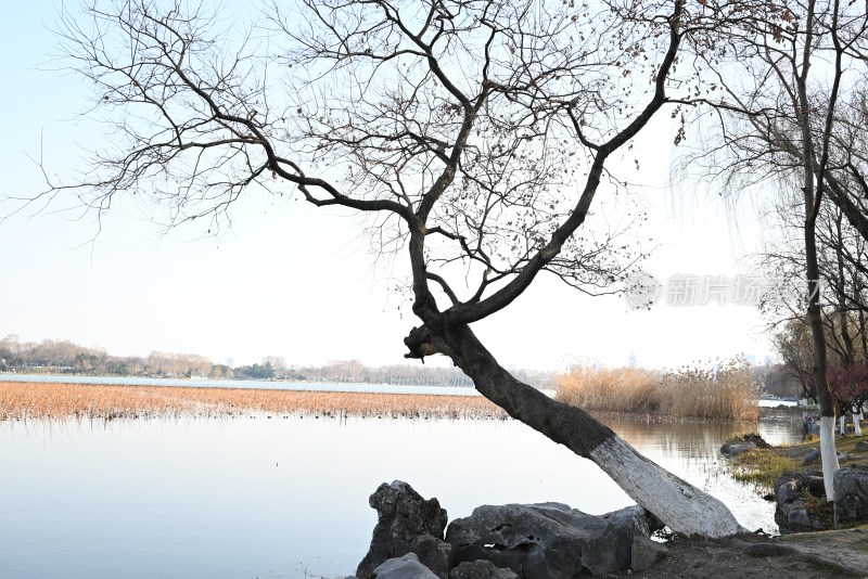 湖边枯树与远山景色