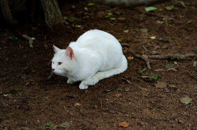 公园里一只白色的流浪猫正在觅食