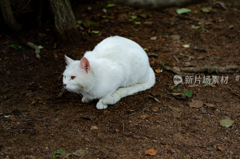 公园里一只白色的流浪猫正在觅食