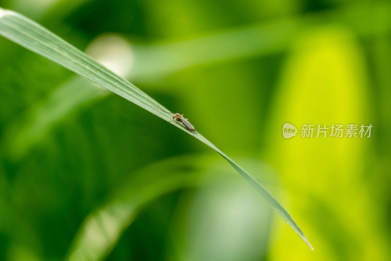 春季昆虫植物上的稻飞虱