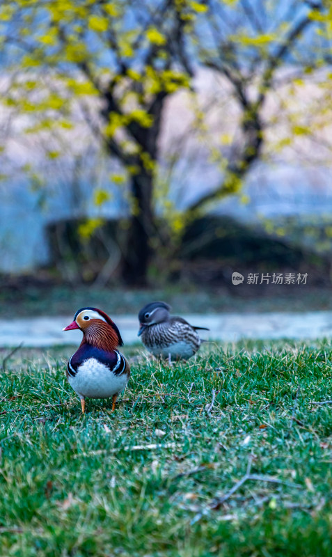 北京颐和园西堤鸳鸯鸟