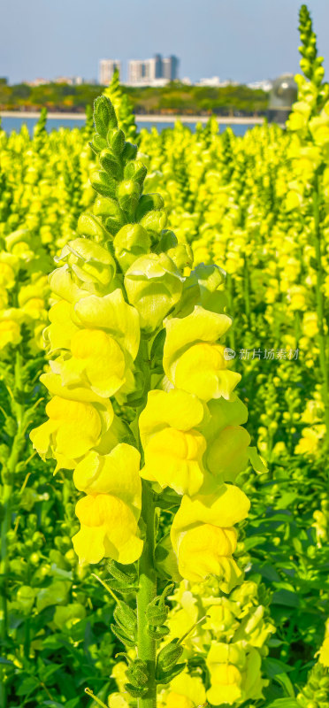 佛山市顺峰山公园盛开的金鱼草花海