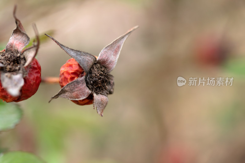 干枯的月季花种子