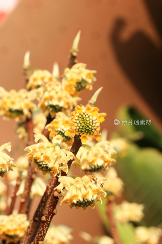 金黄的结香花花朵盛开