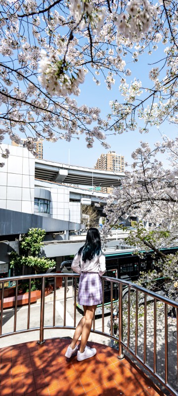 女孩在樱花下眺望城市街景