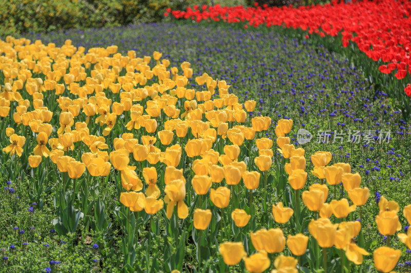 唯美郁金香花海