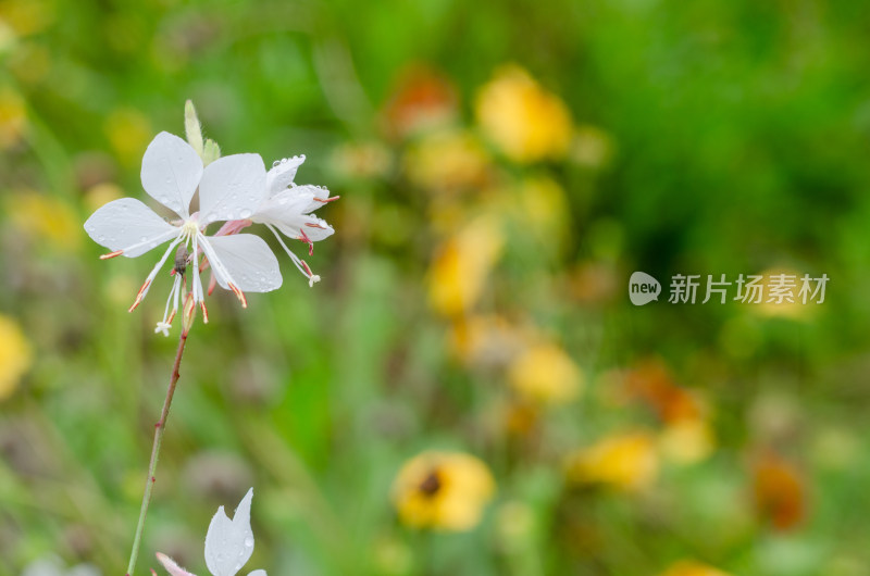 春光中，露水里的小白花