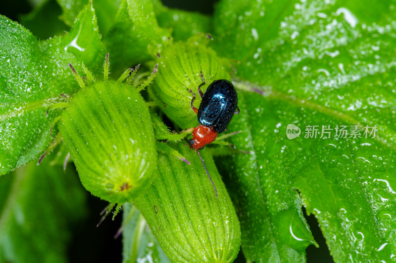 绿叶上停留着一只红蓝相间的红胸负泥虫甲虫