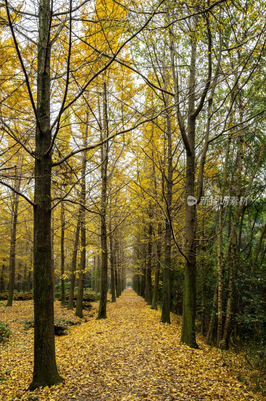 秋天金色的森林树木