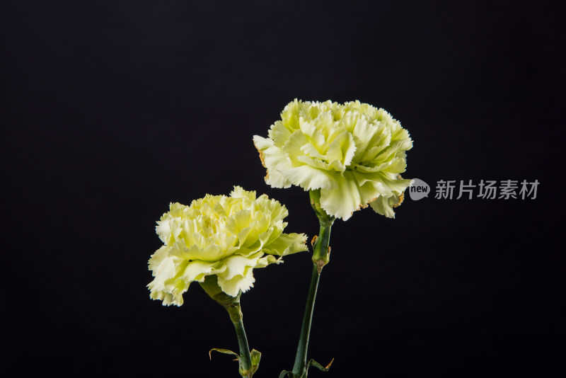 美丽鲜花康乃馨花卉