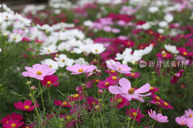 四川成都花舞人间景区的花海