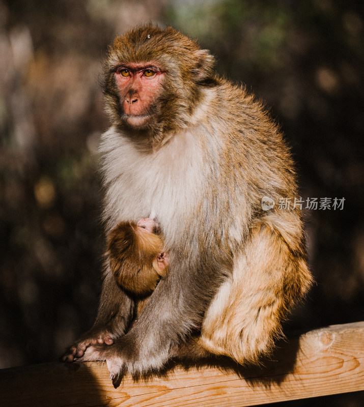 稻城亚丁野生动物