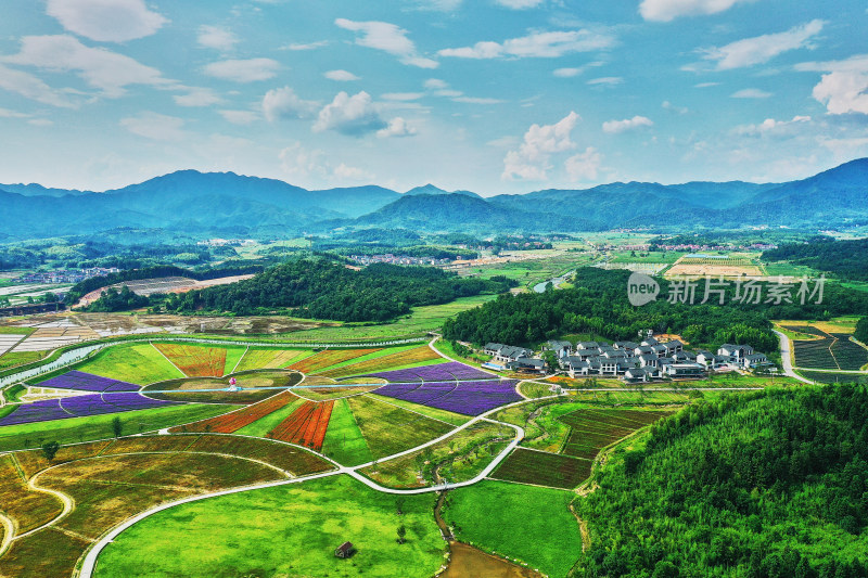 江西景德镇高岭村花海