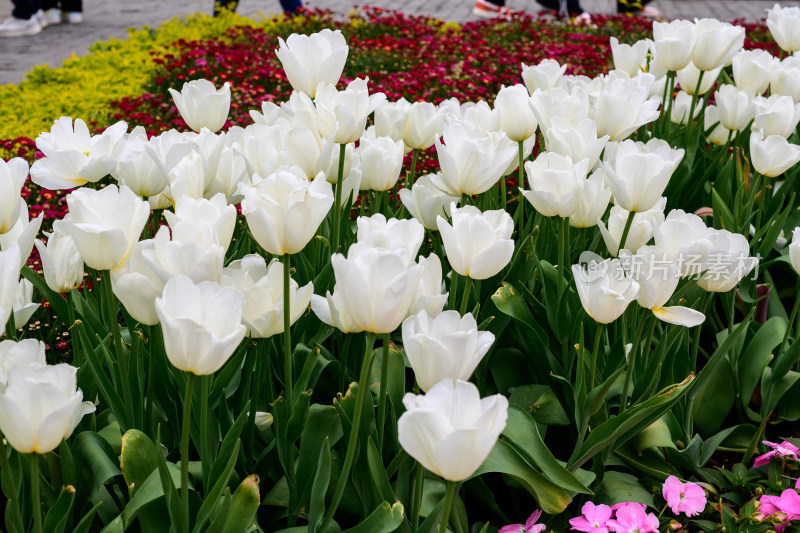 郁金香花卉景观