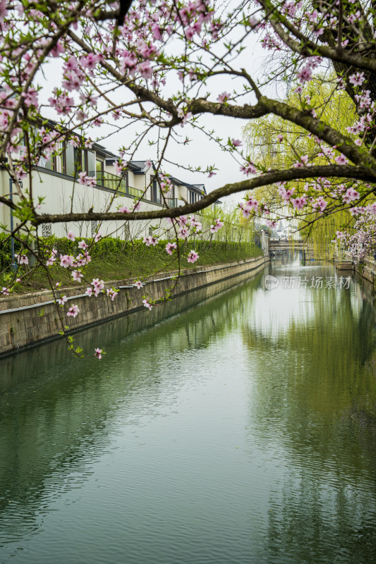 春天苏州园林耦园，桃花垂柳与碧绿的河水