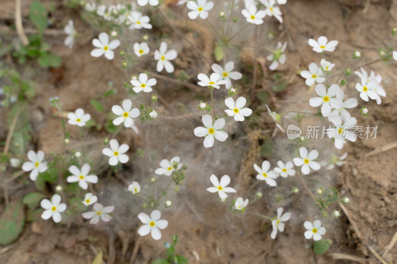 春天北京柳絮落在地上点地梅