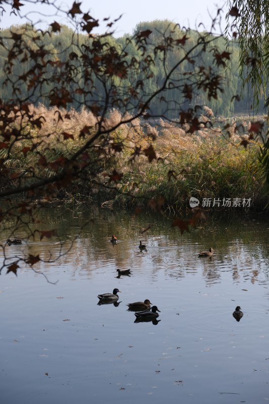 湖面游弋的野鸭与岸边秋景