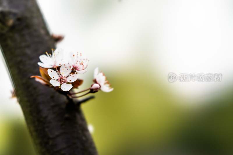 鲜花梨花盛开