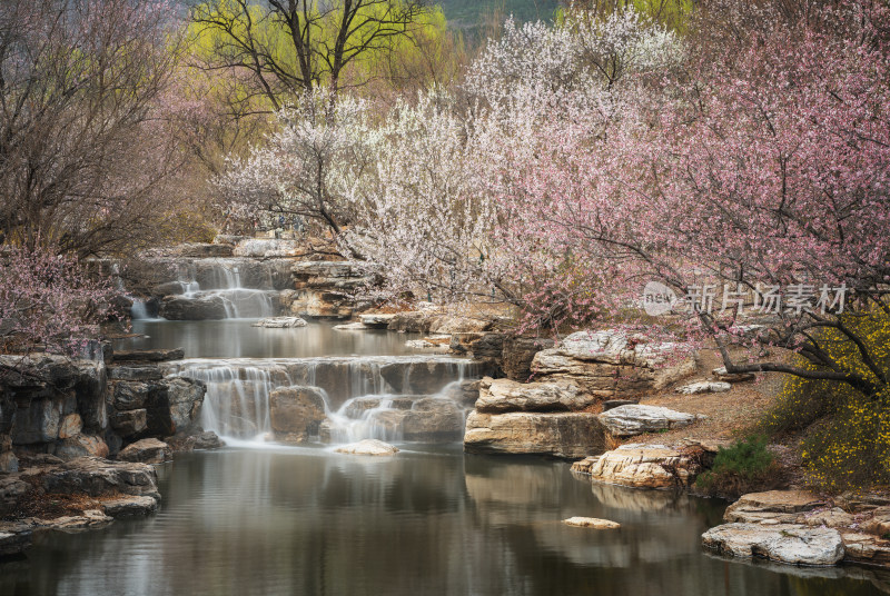 北京国家植物园春天溪水瀑布与山桃花美景