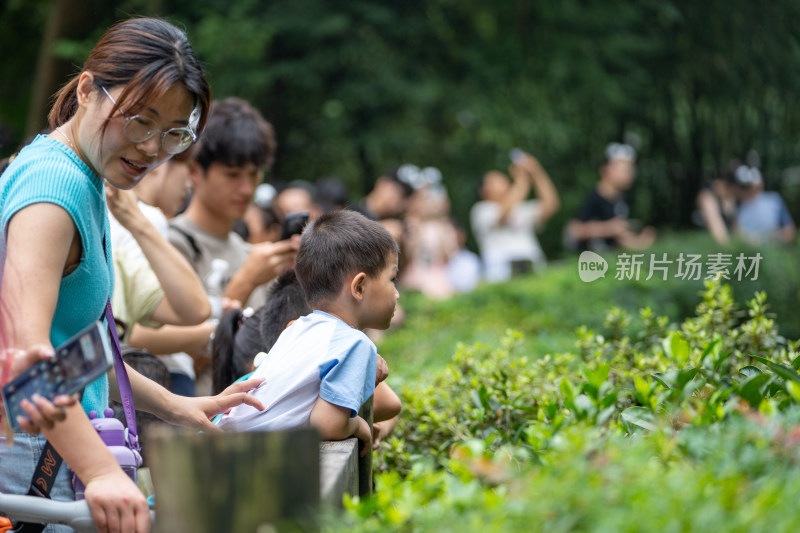 暑假成都大熊猫繁育研究基地迎来八方游客