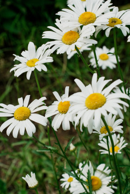 北京北坞公园雏菊