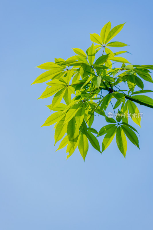 夏日阳光下的叶子