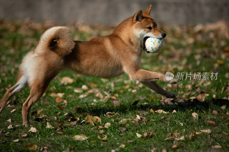 草地上一只正在玩球的柴犬