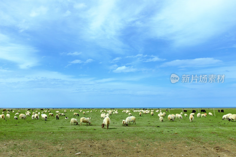 青海湖环湖西路上的吃草牛羊