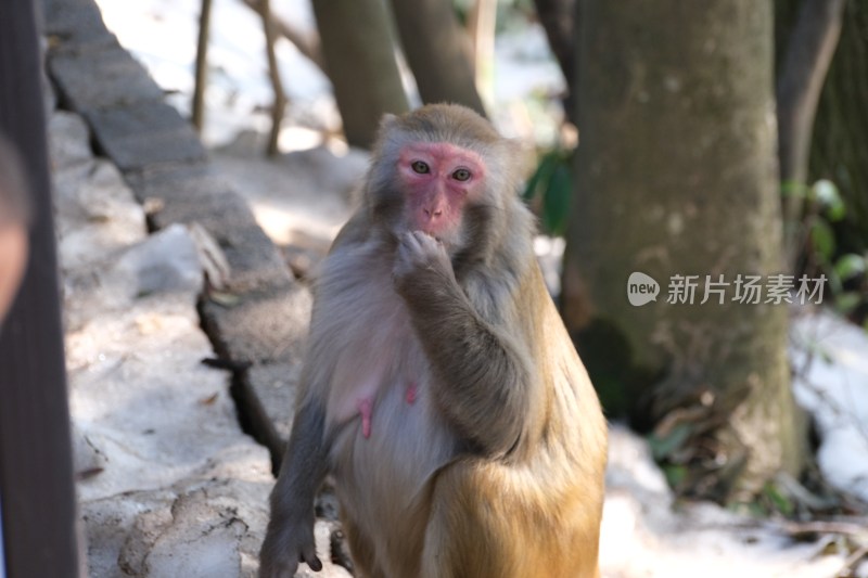 猴子户外进食特写