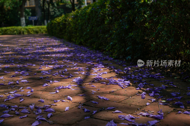 昆明蓝花楹盛开