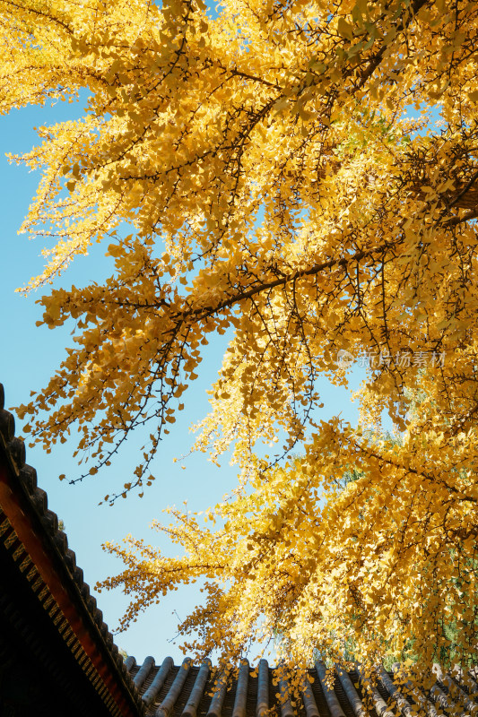 北京地坛公园秋季银杏风景