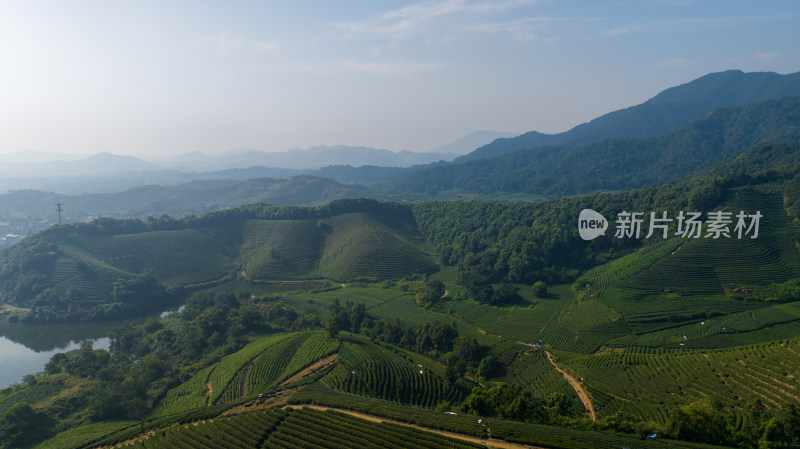 航拍杭州龙坞茶园 茶山 茶田