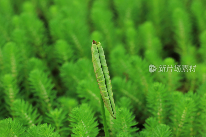 狐尾藻水草嫩叶特写