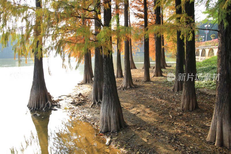 水边水杉林风景展示