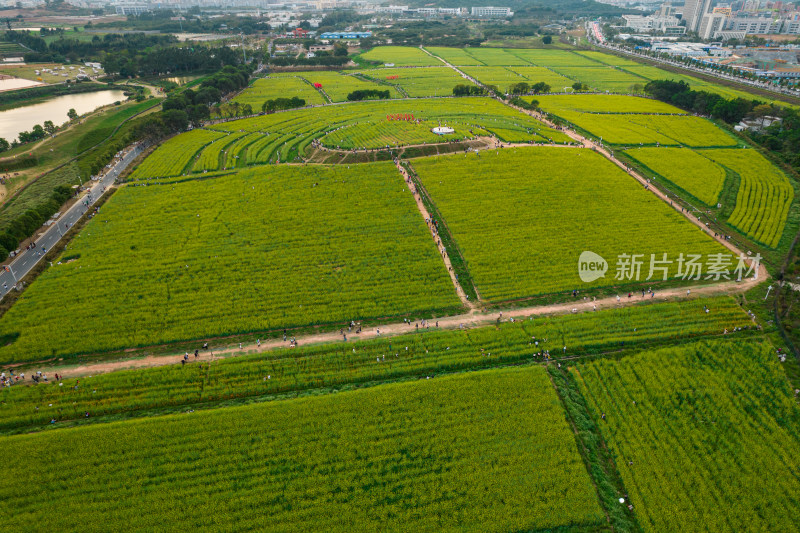 深圳光明小镇欢乐田园油菜花田