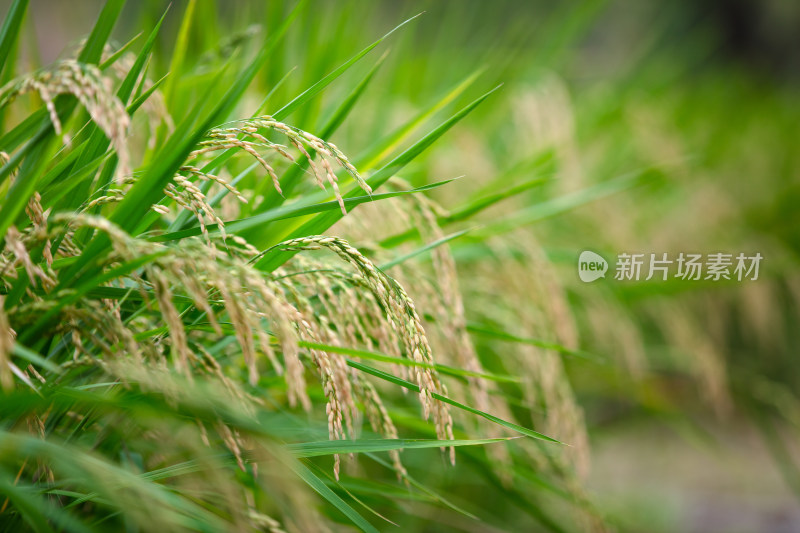 农田种植传统粮食水稻