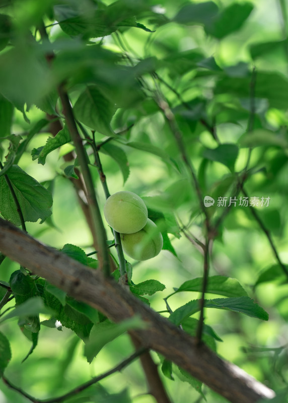 夏天青梅