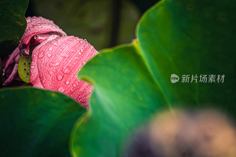 雨后荷花上的水珠