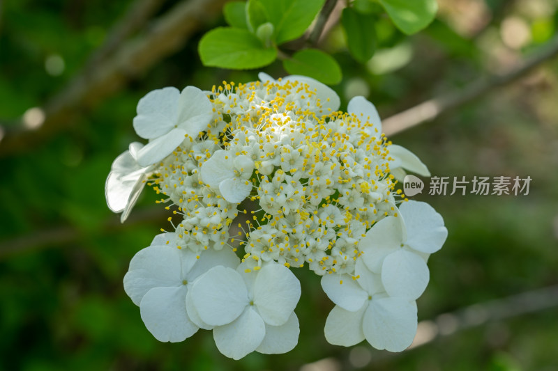 春天的琼花开花特写