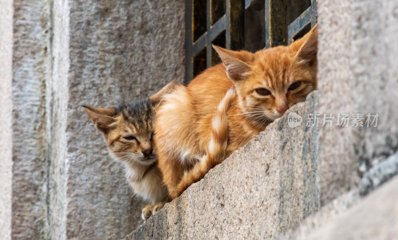 两只猫咪趴坐于石台上