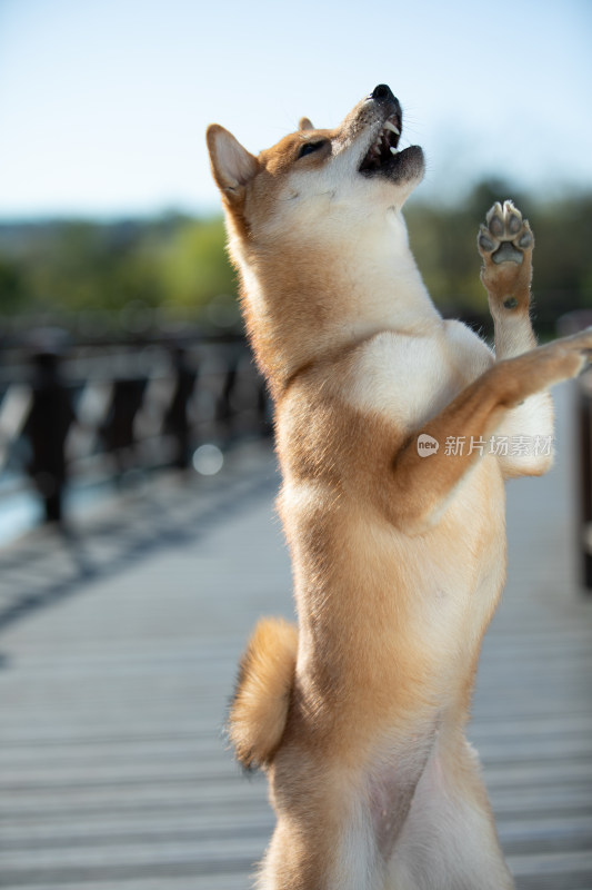 栈道上一只会拜拜的柴犬