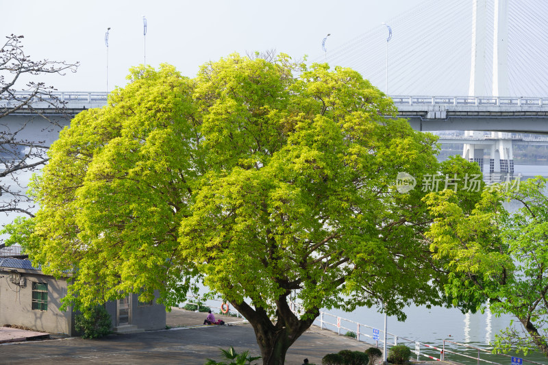 江边大树