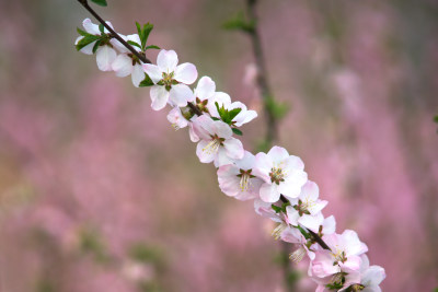 公园绿化花卉榆叶梅