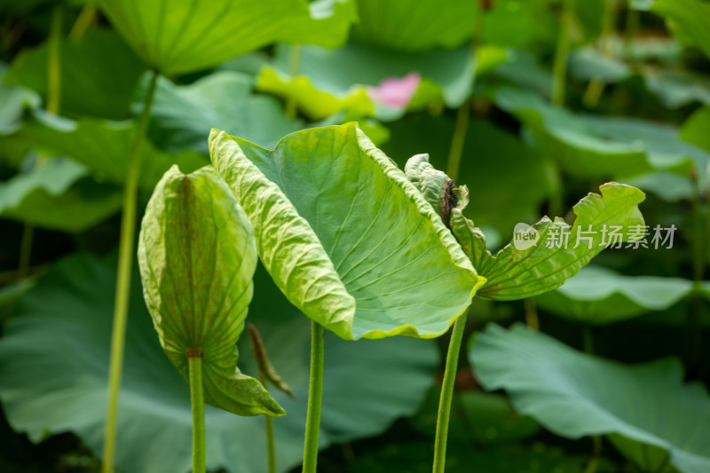 高清夏日荷叶图片