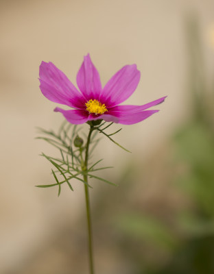 春天百花盛开