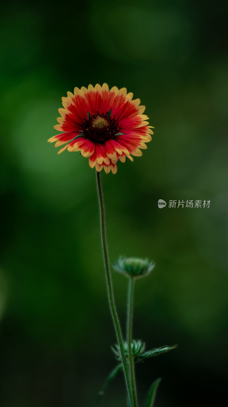 植物素材——一朵天人菊