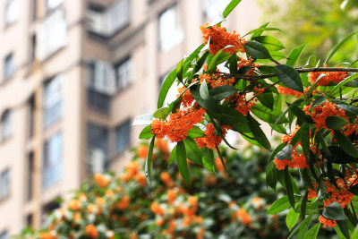 建筑周围的桂花盛开